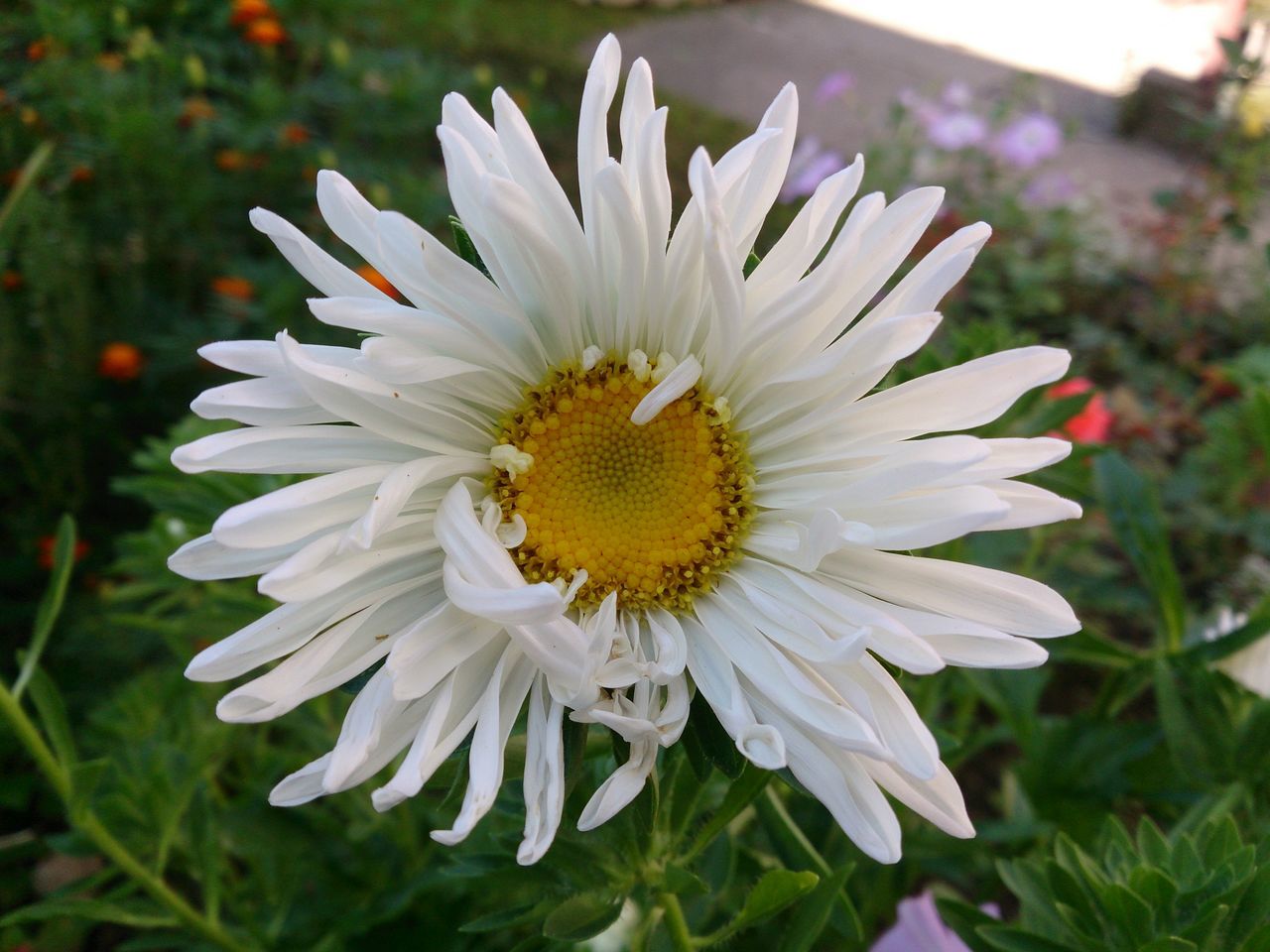 flower, petal, flower head, freshness, fragility, pollen, growth, focus on foreground, blooming, single flower, beauty in nature, white color, close-up, plant, nature, daisy, in bloom, yellow, day, park - man made space