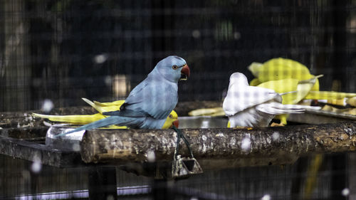 View of parrot perching on wood