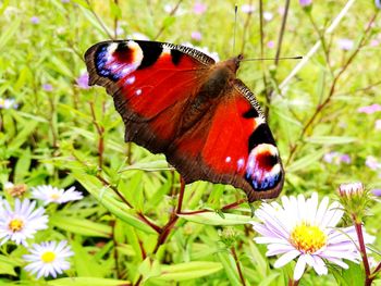 Close-up of butterfly on flower