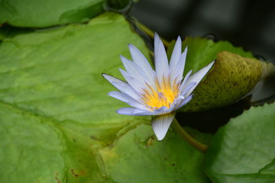 Close-up of water lily in pond