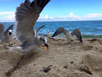 Seagulls flying over sea against sky