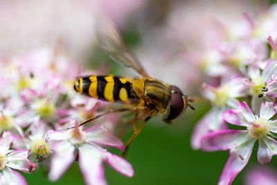 Close-up of a hoverfly