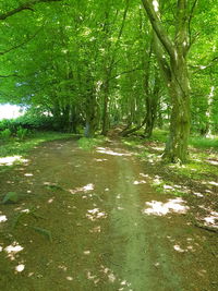 Trees in forest