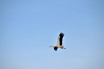 Low angle view of bird flying against clear sky