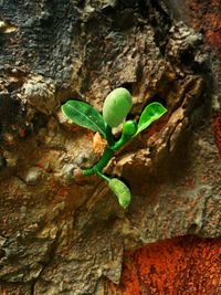 Close-up of plant