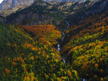 Scenic view of forest during autumn