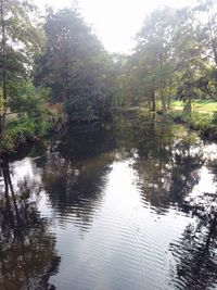 Reflection of trees in water