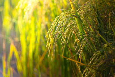 Close-up of fresh green plant