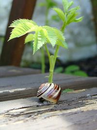 Close-up of snail on leaf