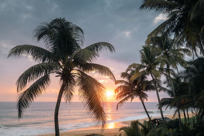 Sunset over indian ocean. coconut palm trees on sand beach in south coast of sri lanka.