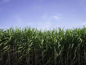 Crops growing on field against sky