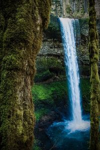 Stream flowing through forest