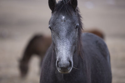 Close-up portrait of a horse