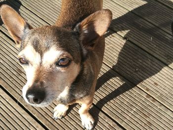 High angle view of dog looking away