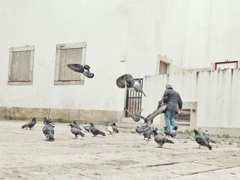 Man walking by pigeons on street