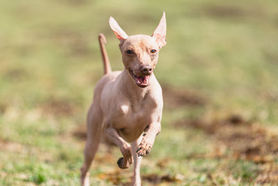 Dog running straight on camera and chasing coursing lure on green field