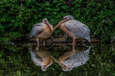 Birds perching on a lake