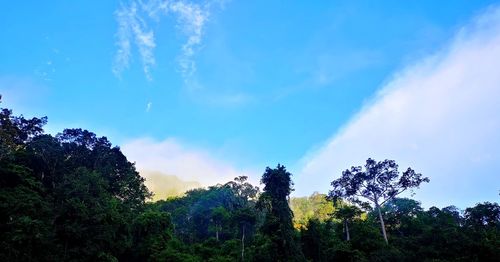 Low angle view of trees against sky