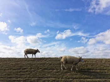 Sheep are grazing on  a dyke