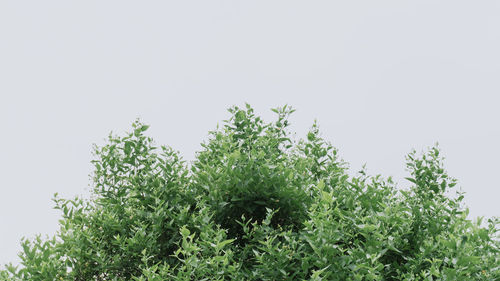 Low angle view of plant against clear sky