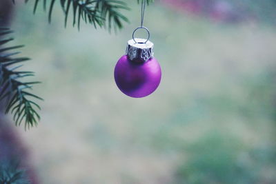 Close-up of purple bauble hanging on christmas tree
