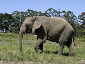 Side view of elephant standing on landscape against sky