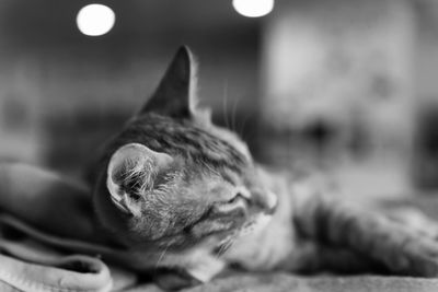 Close-up of cat relaxing on floor