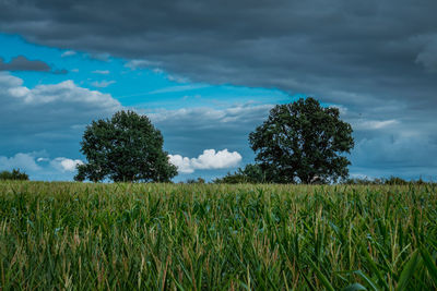 Scenic view of agricultural field against sky