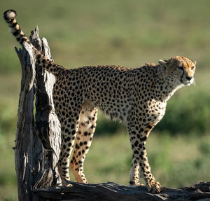 View of a cat on tree