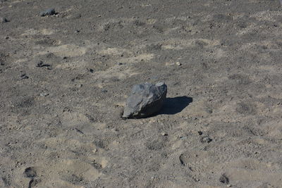 High angle view of crab on sand