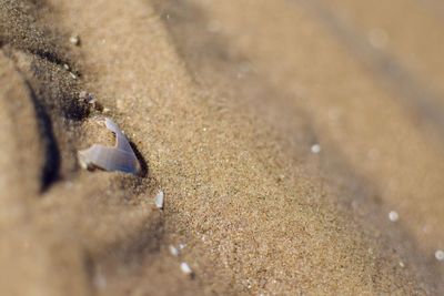 High angle view of crab on sand