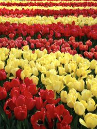 Full frame shot of yellow and red tulips