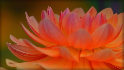 Close-up of pink flower blooming outdoors
