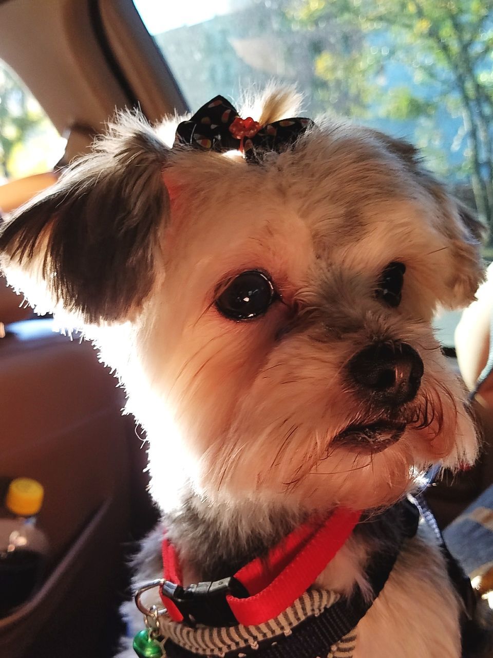 dog, pets, animal themes, domestic animals, mammal, one animal, looking at camera, close-up, portrait, day, outdoors, no people