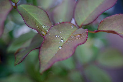 Close-up of wet flower