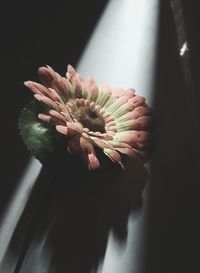 Close-up of cactus flower