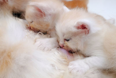 Close-up of a cat sleeping