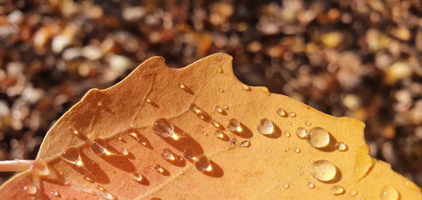 Close-up of wet leaves during rainy season