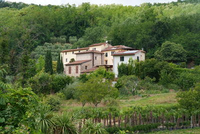 Trees and buildings in forest