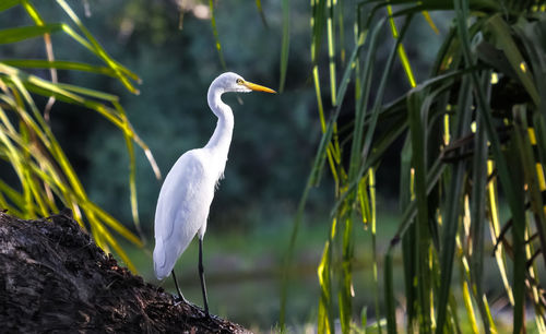 Great egret in wetlands