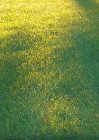 Full frame shot of plants on field