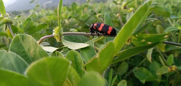 Close-up of ladybug on plant