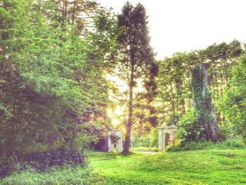 Trees on grassy field