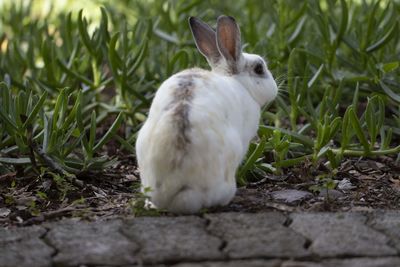 Close-up of white rabbit on field