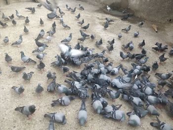 High angle view of pigeons on beach