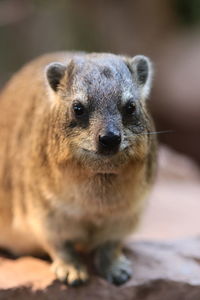 Close-up portrait of rabbit