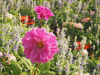 Close-up of pink flowering plants