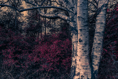 Bare trees against sky