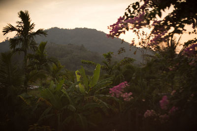 Scenic view of tree mountains against sky