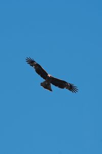 Low angle view of eagle flying in sky